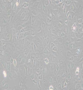 WB-F344大鼠肝上皮樣干細(xì)胞主圖