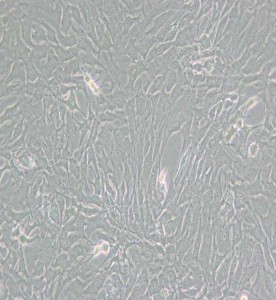 GC-2spd(ts)小鼠精母細(xì)胞主圖