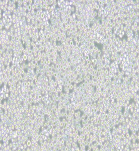 MEL小鼠紅白血病細(xì)胞主圖