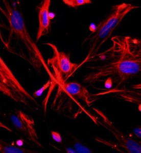 大鼠肺成纖維細(xì)胞主圖