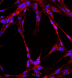 大鼠肺大動脈內(nèi)皮細胞主圖