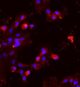 大鼠肝實質細胞主圖