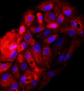 大鼠腎小管上皮細(xì)胞主圖