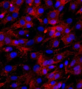 大鼠骨骼肌細胞主圖