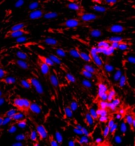 大鼠腦微血管內皮細胞主圖