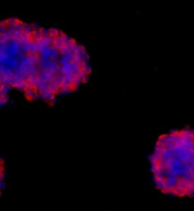 大鼠神經(jīng)干細(xì)胞主圖