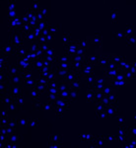 大鼠脂肪干細(xì)胞主圖