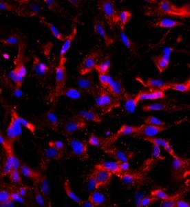 大鼠睪丸支持細胞主圖