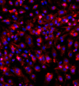 大鼠結(jié)腸黏膜上皮細胞主圖