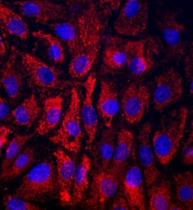 大鼠牙齦上皮細(xì)胞主圖