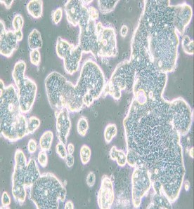 LS513人結(jié)直腸癌細胞主圖