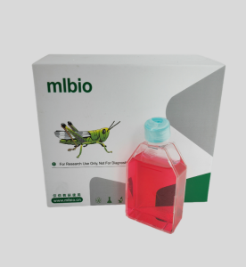 MDA-MB-175VII人乳腺導(dǎo)管癌細胞(DMEM) 主圖