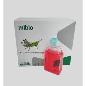 人陰道平滑肌細胞主圖