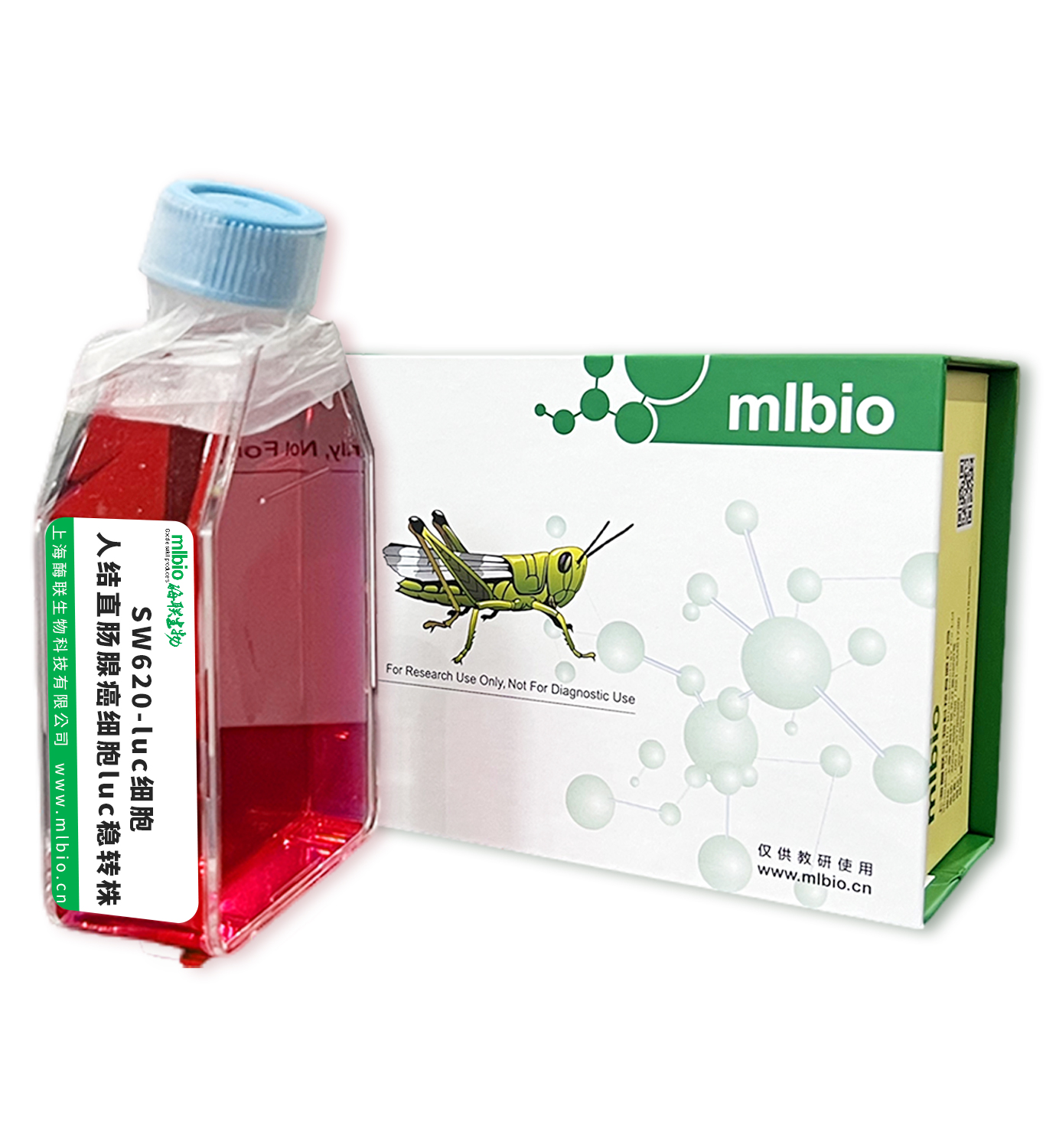 SW620-luc細(xì)胞 ; 人結(jié)直腸腺癌細(xì)胞luc穩(wěn)轉(zhuǎn)株主圖