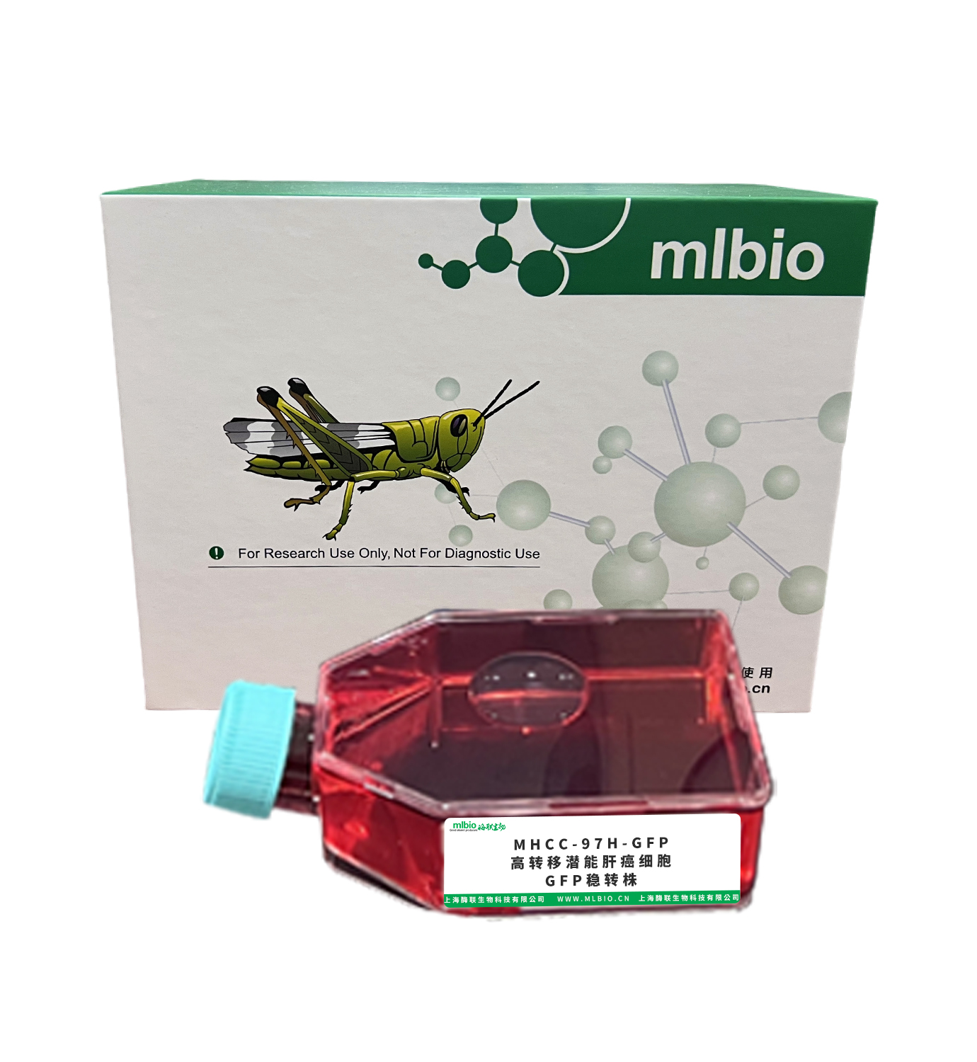 MHCC-97H-GFP 高轉(zhuǎn)移潛能肝癌細(xì)胞GFP穩(wěn)轉(zhuǎn)株主圖