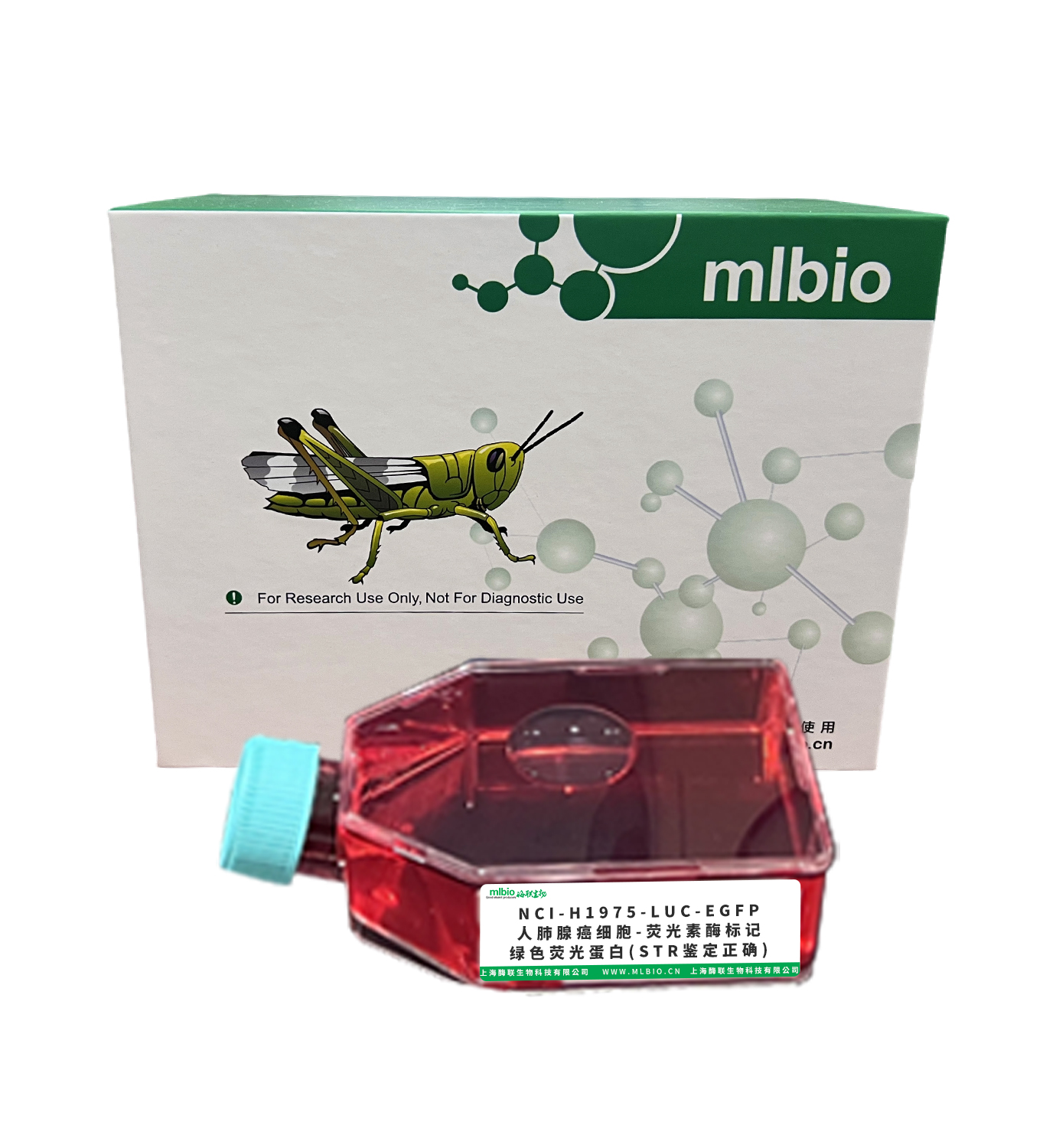 NCI-H1975-LUC-EGFP/人肺腺癌細(xì)胞-熒光素酶標(biāo)記-綠色熒光蛋白(STR鑒定正確)主圖