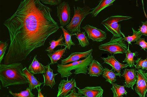 切片全景掃描（熒光單標(biāo)雙色）主圖