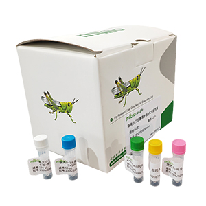 香石竹細菌性萎蔫病菌探針法qPCR試劑盒(不含內(nèi)參)主圖