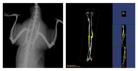 小動物CT結(jié)果示意圖