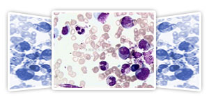 各種組織學試劑，包括固定液和染色液